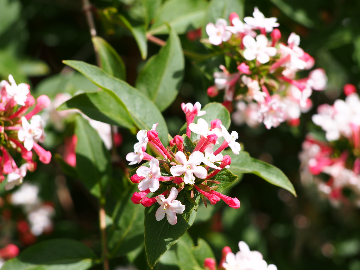 Абелия мозанская (Abelia mosanensis) — цветущая ветка с бело-розовыми душистыми цветками