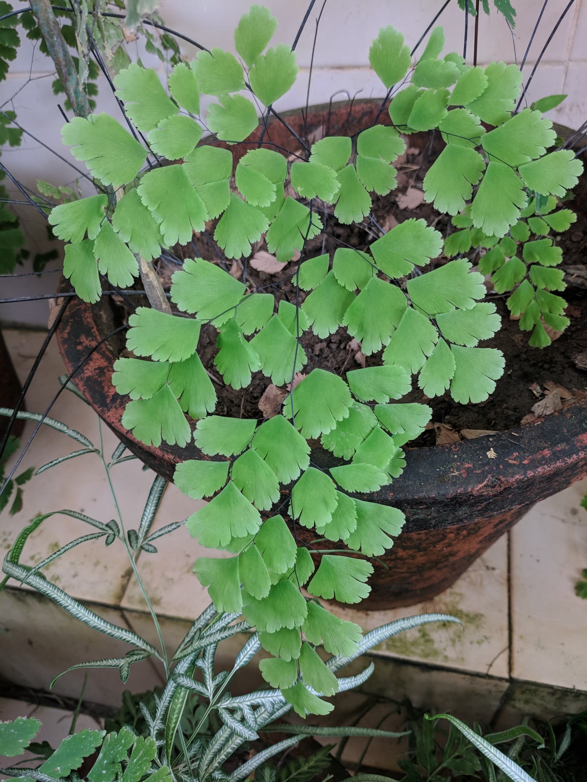 Адиантум Радди (Adiantum raddianum) — внешний вид растения
