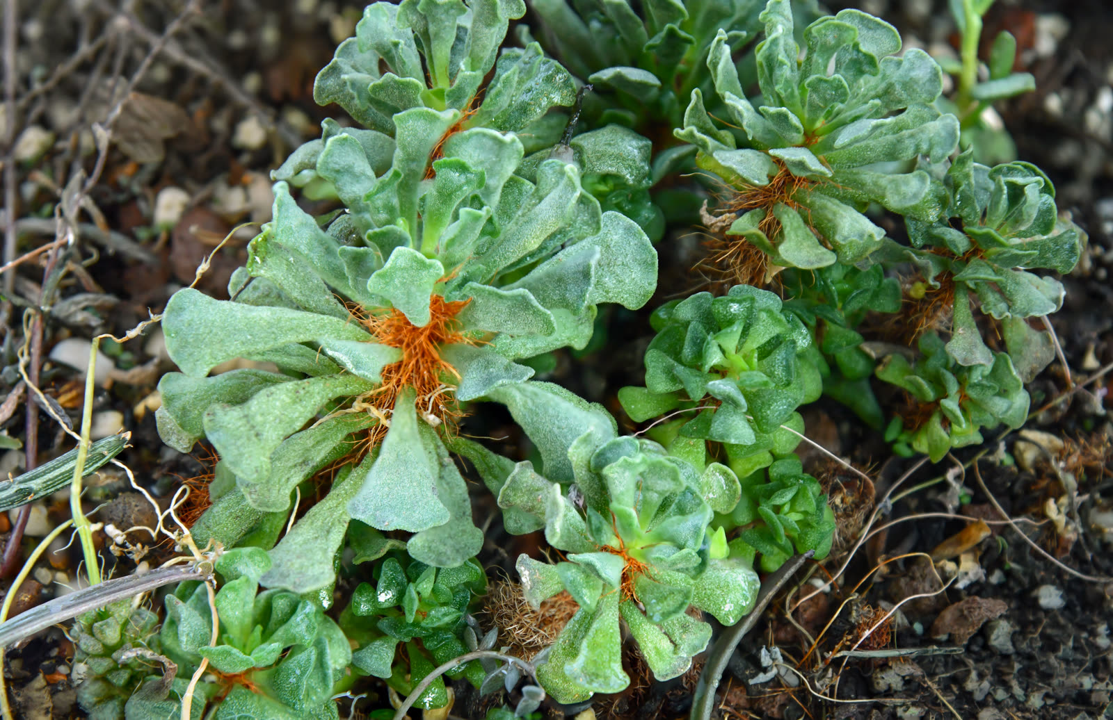 Адромискус гребенчатый (Adromischus cristatus) — толстые листья с волнистым гребенчатым краем и опушённые рыжеватые стебли