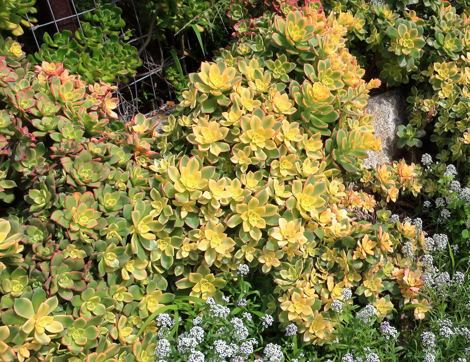 Эониум Киви (Aeonium haworthii 'Kiwi') — компактные многоцветные розетки с жёлто-зелёной сердцевиной и розово-красными краями листьев