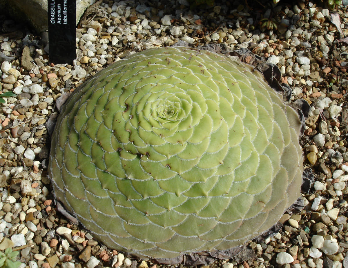 Эониум тарельчатый (Aeonium tabuliforme) — плоская, как блюдце, розетка листьев, лежащая на поверхности грунта