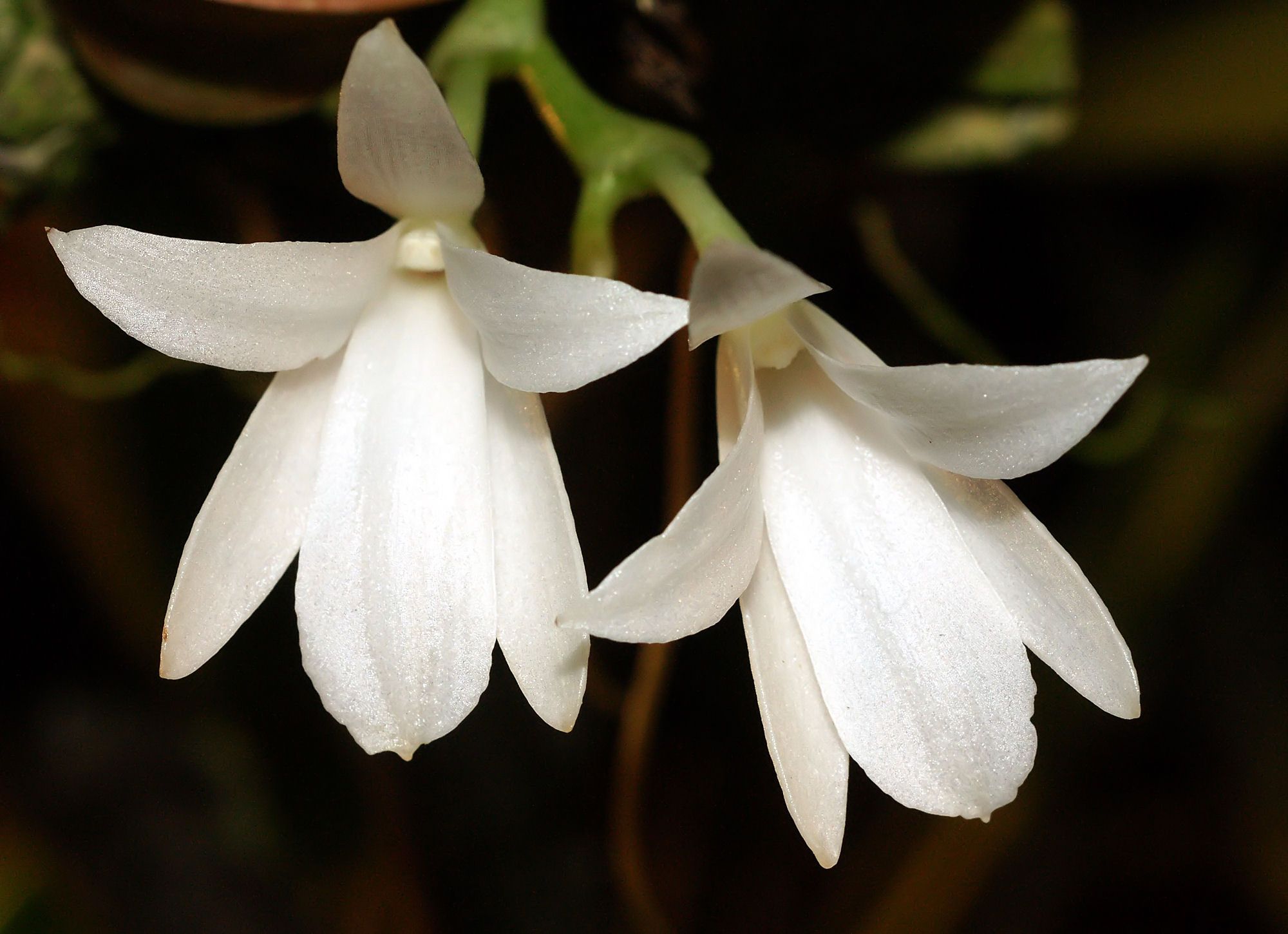 Аэрангис пышный (Aerangis fastuosa) — веерное расположение листьев и поникающее соцветие белых звёздчатых цветков