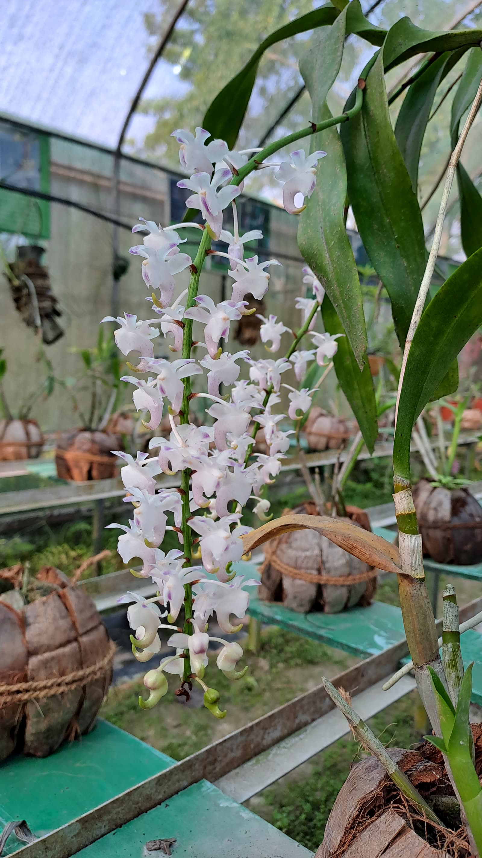Аэридес душистый (Aerides odorata) — поникающая кисть ароматных цветков