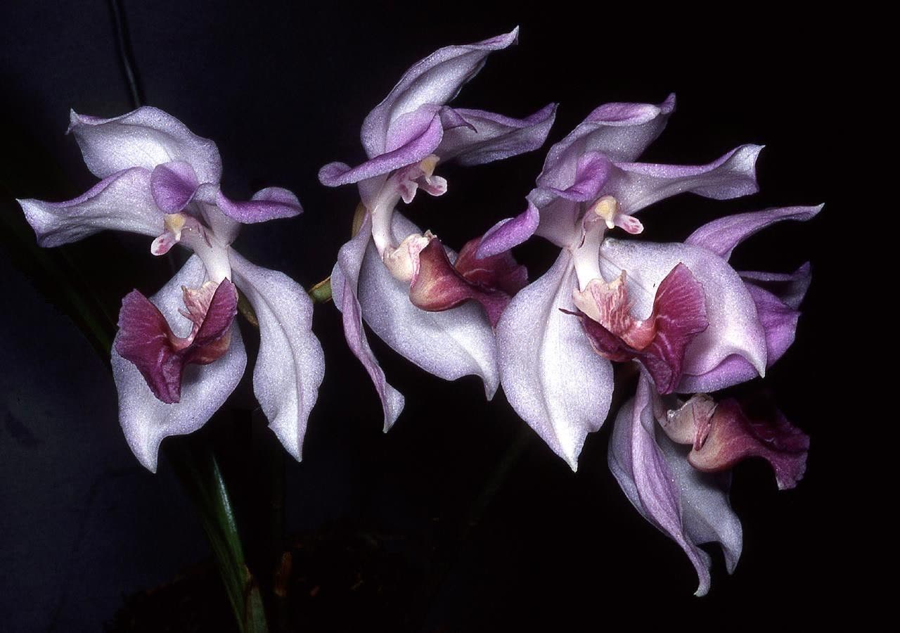 Аганизия голубая (Aganisia cyanea) — орхидея с натуральными синими цветками