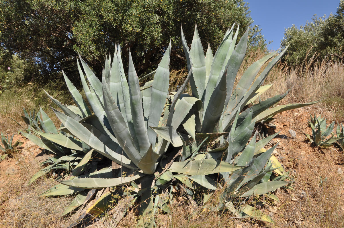Агава американская (Agave americana) — крупная розетка широких сизо-голубых листьев с зубцами по краю