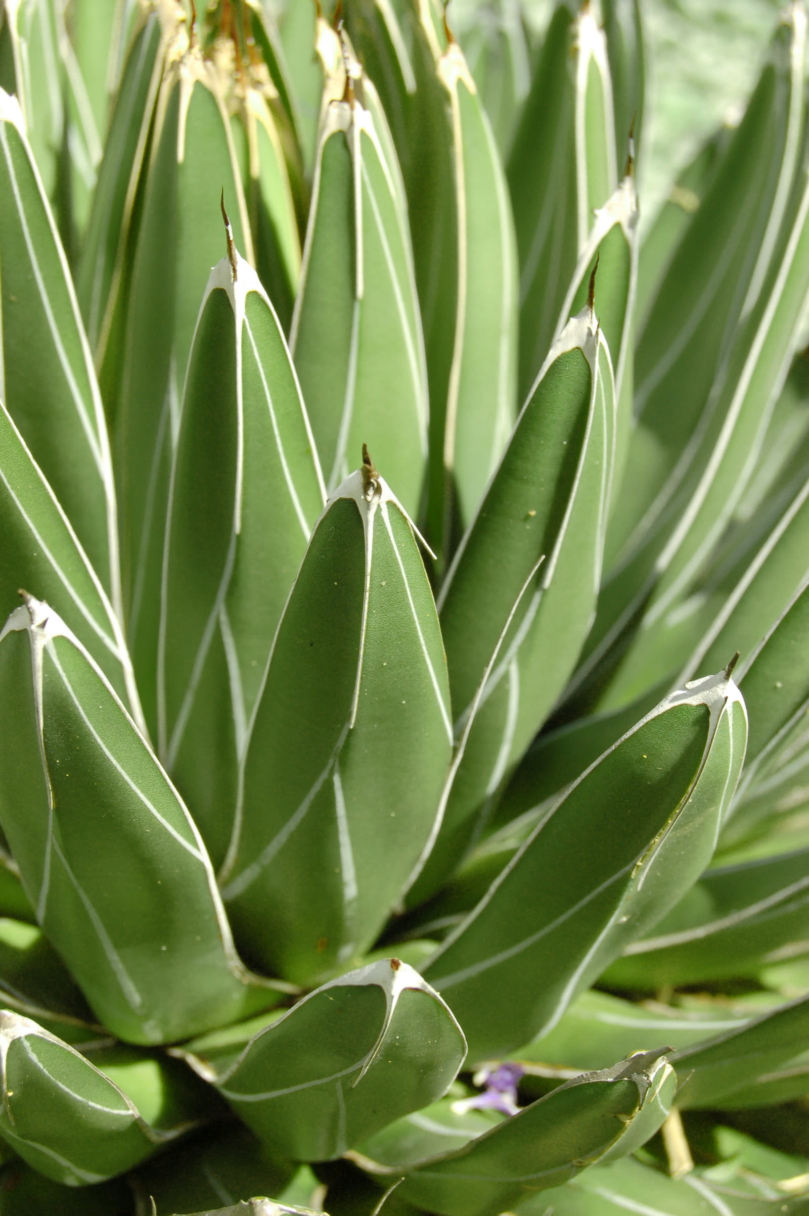 Агава королевы Виктории (Agave victoriae-reginae) — компактная шаровидная розетка с белыми штрихами на тёмно-зелёных листьях