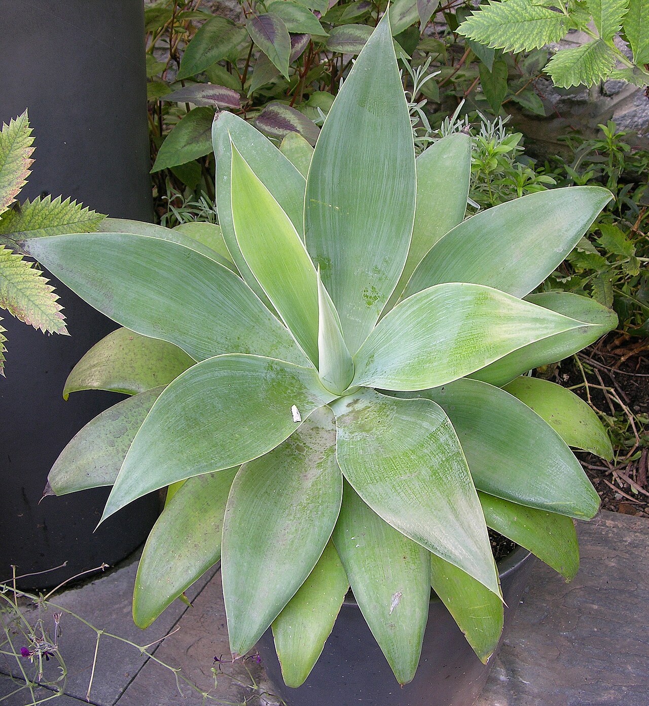 Агава оттянутая (Agave attenuata) в горшке — розетка мягких сизовато-зелёных листьев без колючек