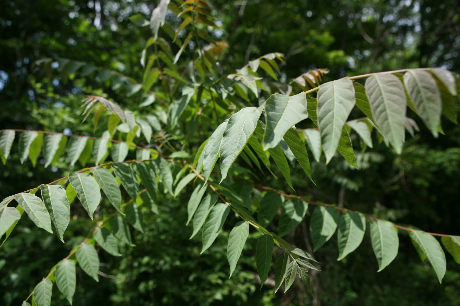 Айлант высочайший (Ailanthus altissima) — крупные перистосложные листья на ветке