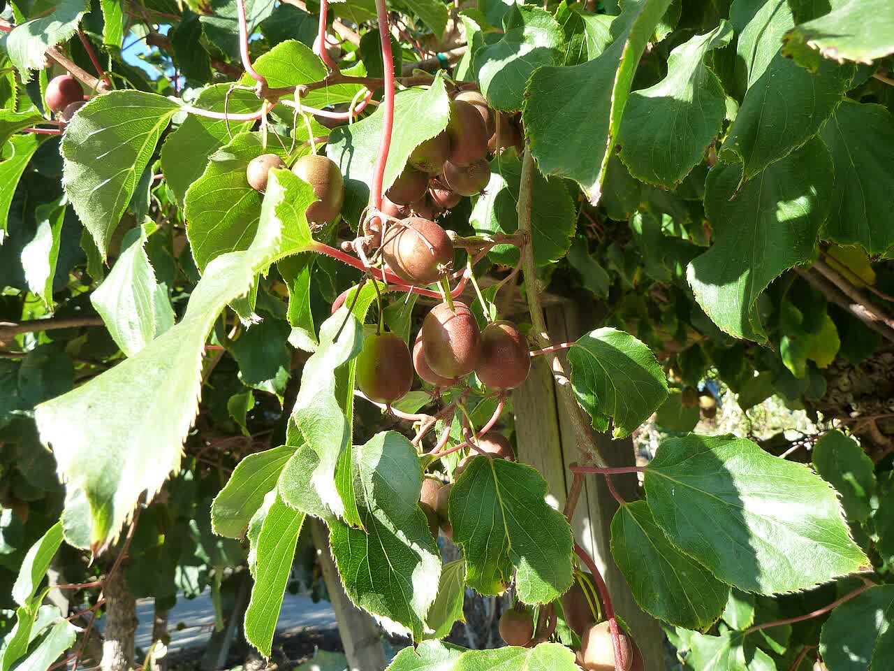 Актинидия аргута (Actinidia arguta) — гроздья гладких плодов размером с виноградину на перголе