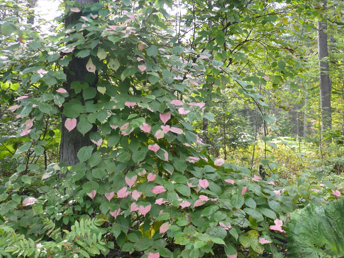 Актинидия коломикта (Actinidia kolomikta) — пёстрые бело-розовые листья