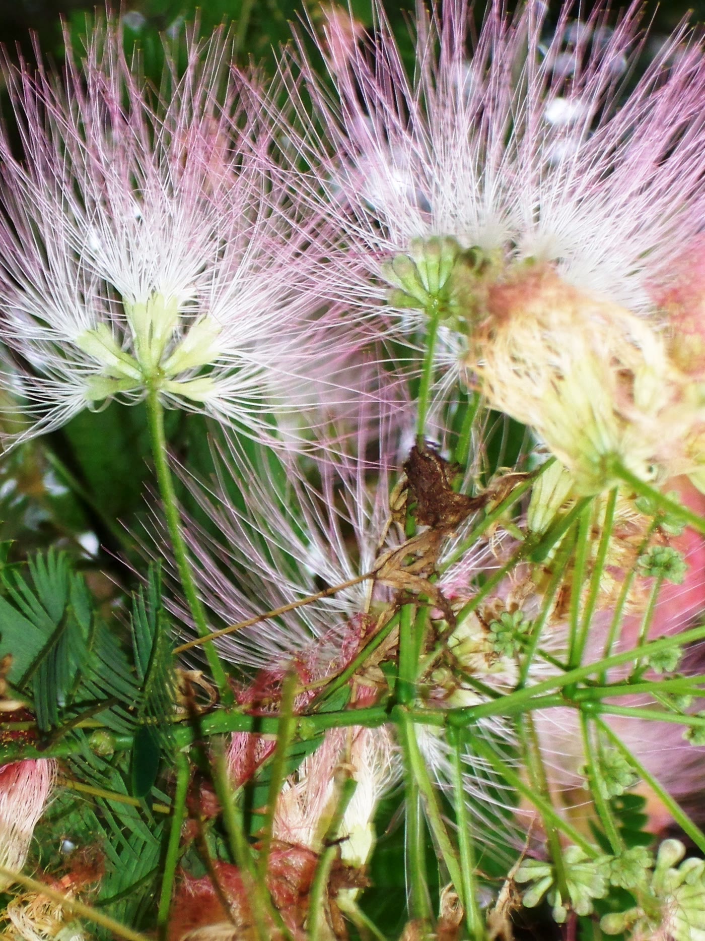 Альбиция ленкоранская (Albizia julibrissin) — розовые соцветия и перистая листва