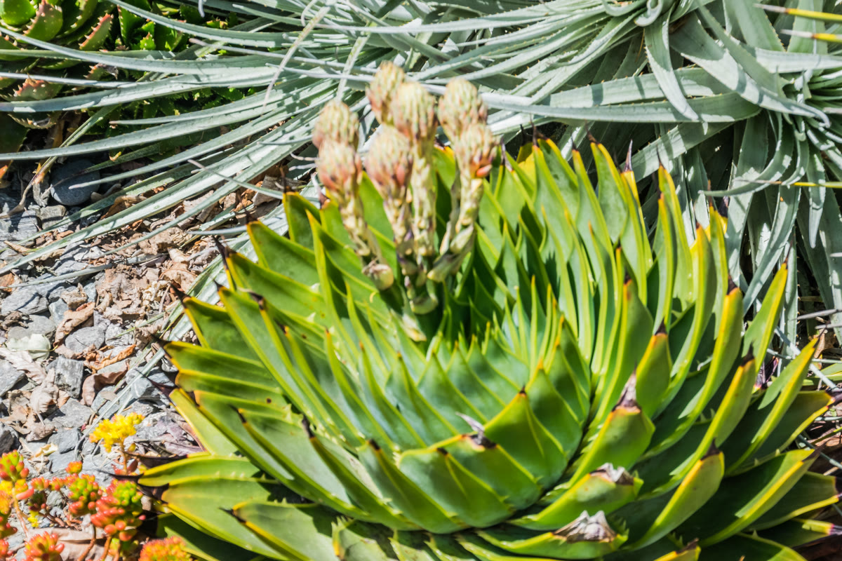 Алоэ многолистное (Aloe polyphylla) — розетка с листьями, закрученными в идеальную пятилучевую спираль