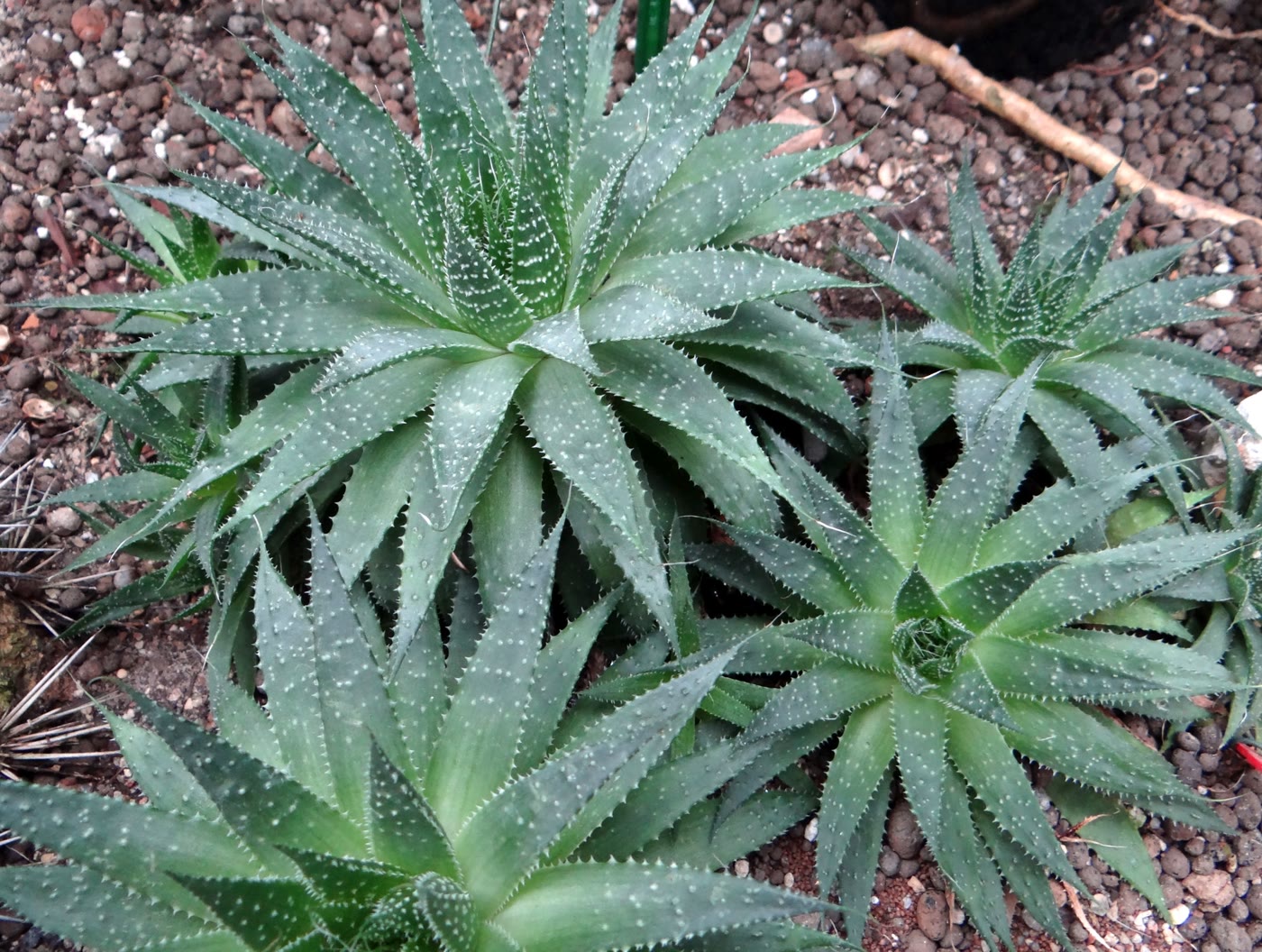 Алоэ остистое (Aristaloe aristata) — плотная розетка с белыми бугорками и мягкими зубчиками по краю листьев