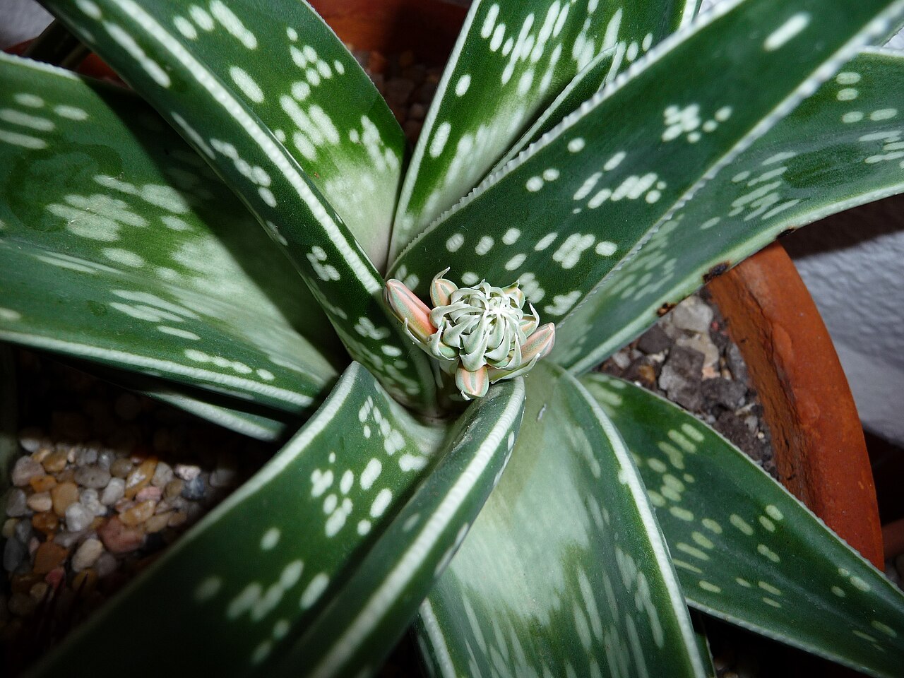 Алоэ пёстрое (Gonialoe variegata) — розетка листьев с белёсыми поперечными пятнами и бутонами цветоноса в центре