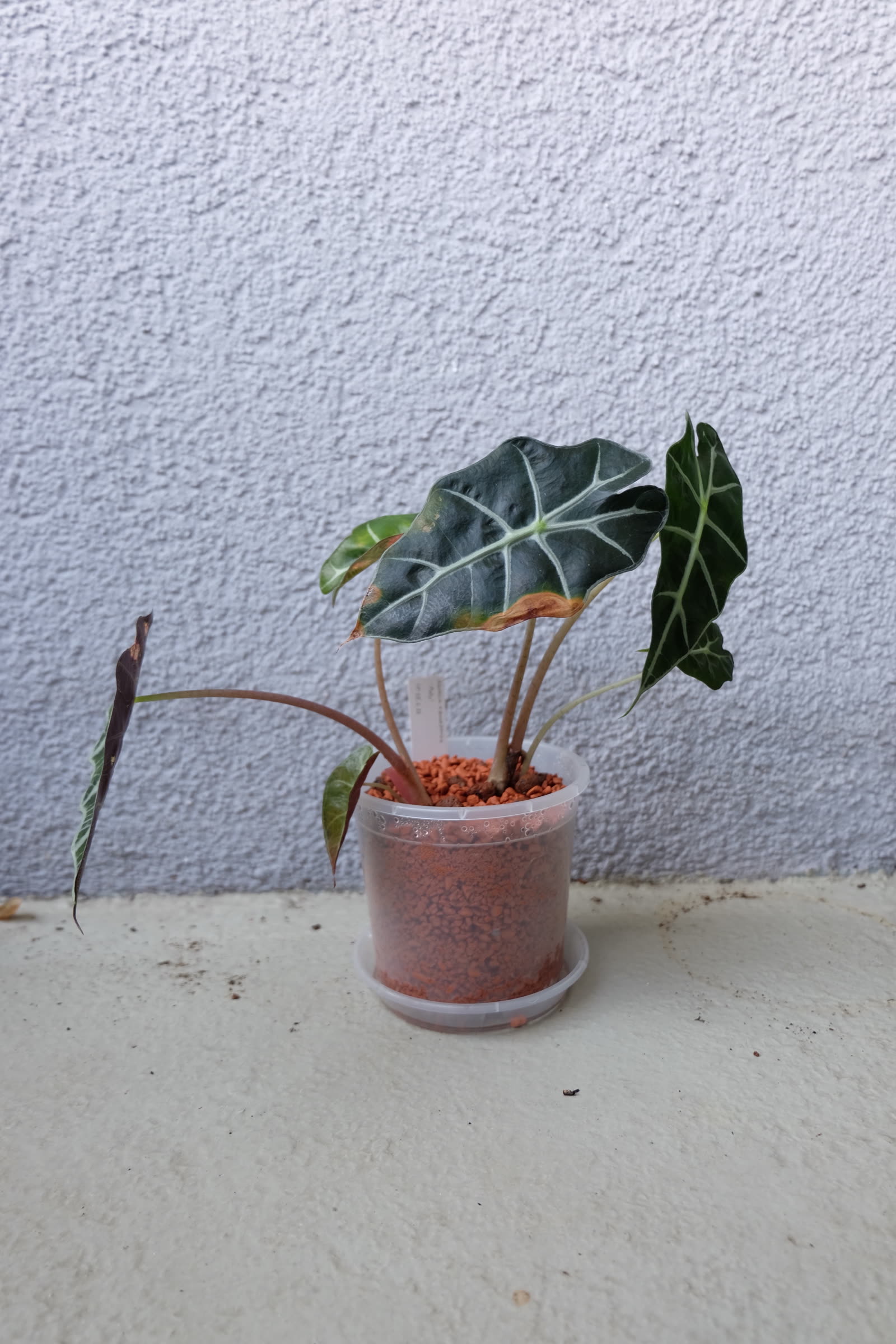 Алоказия Полли (Alocasia × amazonica 'Polly') — узкие лопастные листья с контрастными белыми жилками