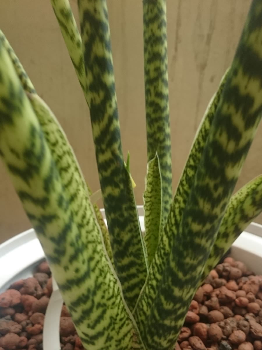Алоказия зебровая (Alocasia zebrina) — характерные полосатые жёлто-чёрные черешки