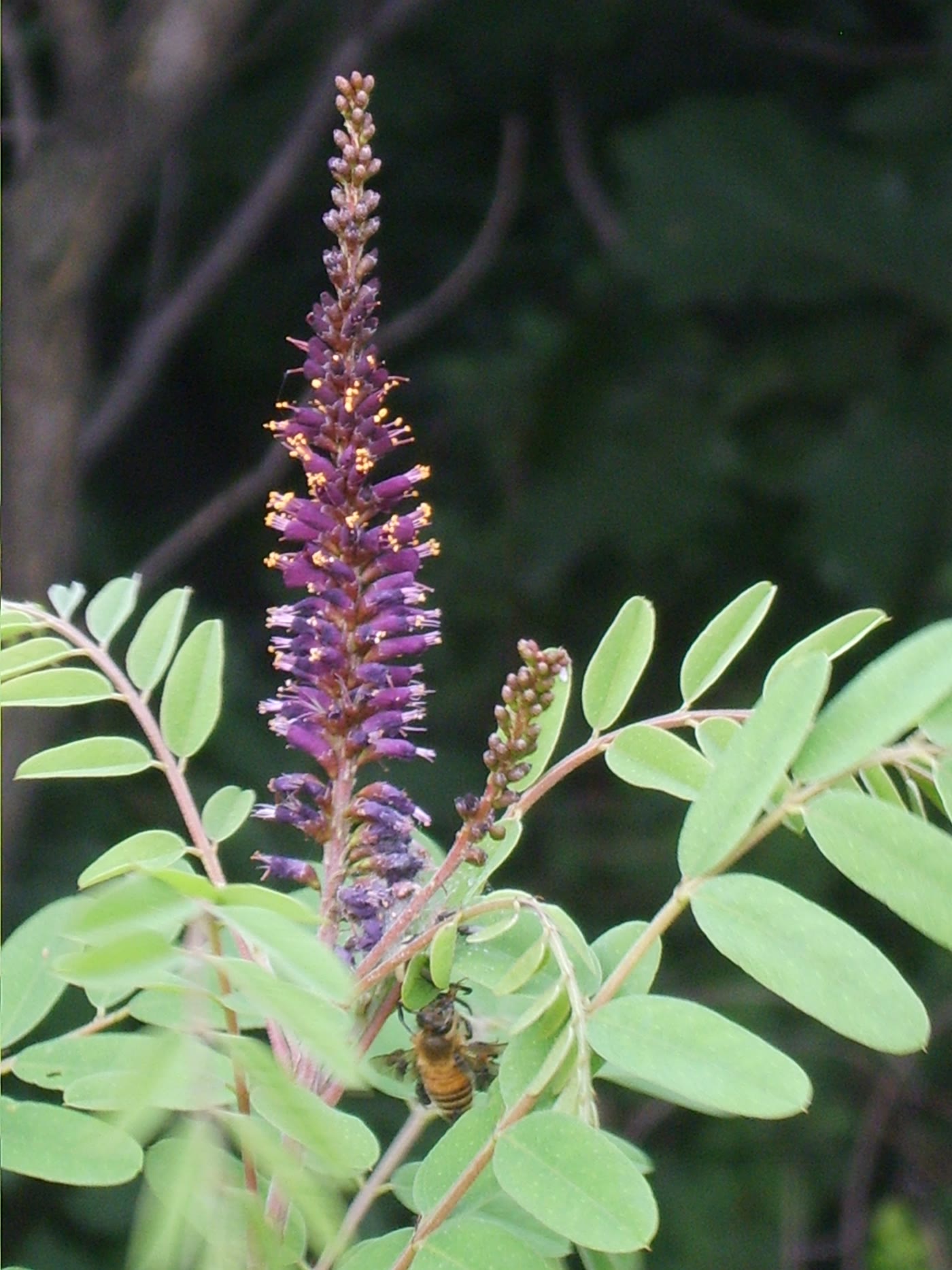 Аморфа кустарниковая (Amorpha fruticosa) — внешний вид растения