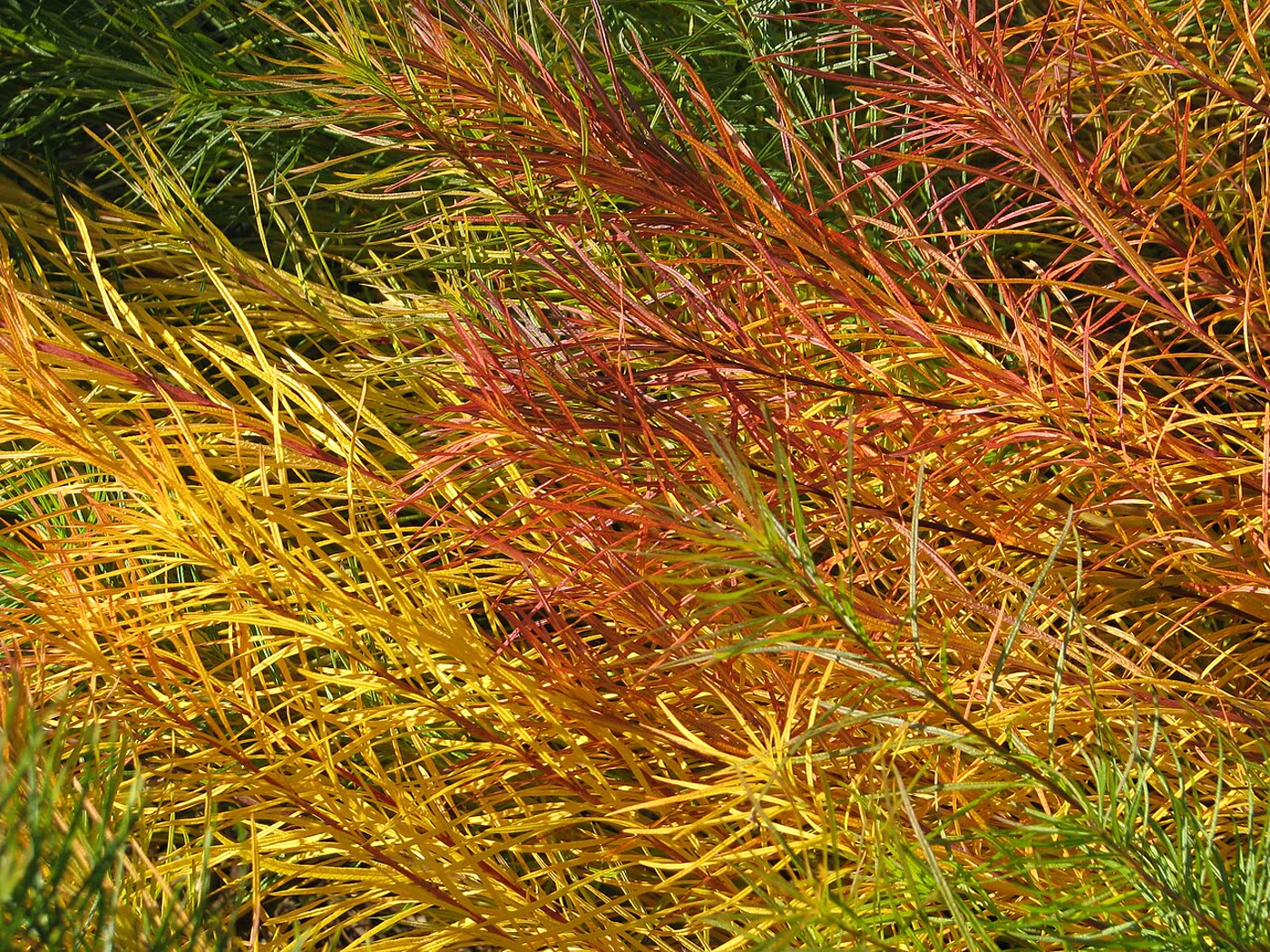 Амсония Хубрихта (Amsonia hubrichtii) — нитевидная хвоя с золотой осенней окраской