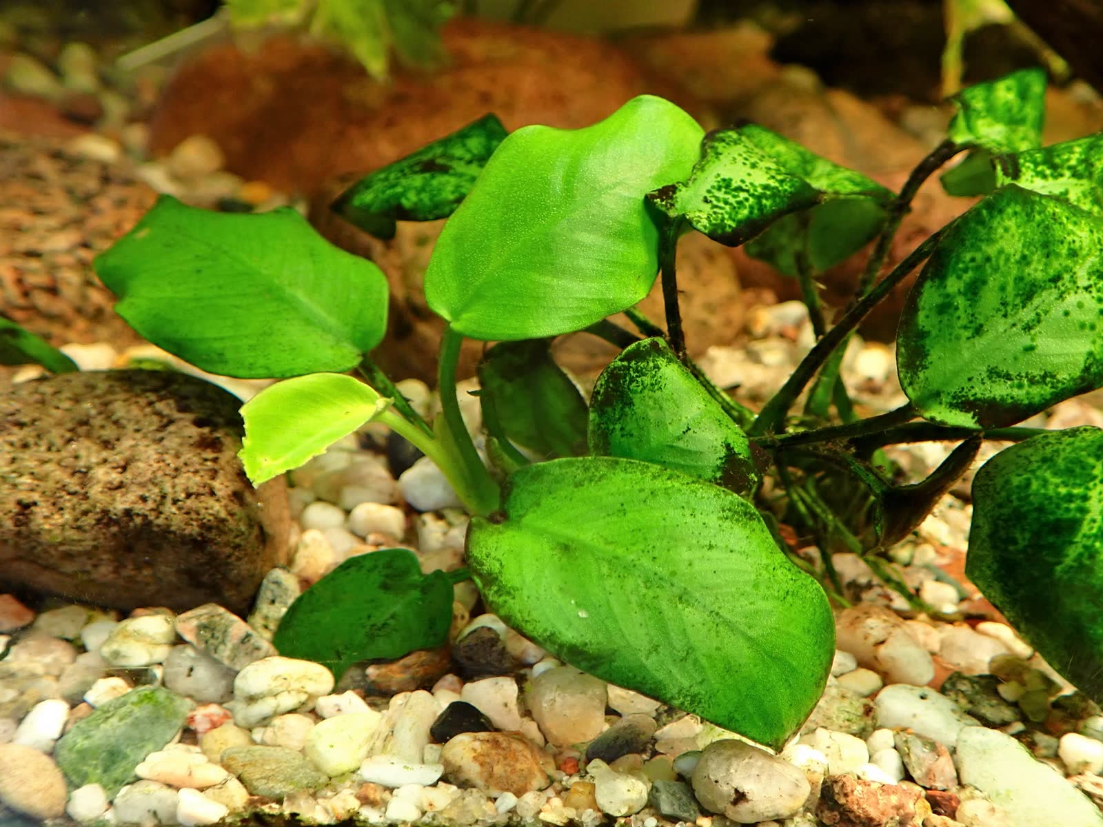 Анубиас нана (Anubias barteri var. nana) — компактная розетка мелких округлых кожистых листьев