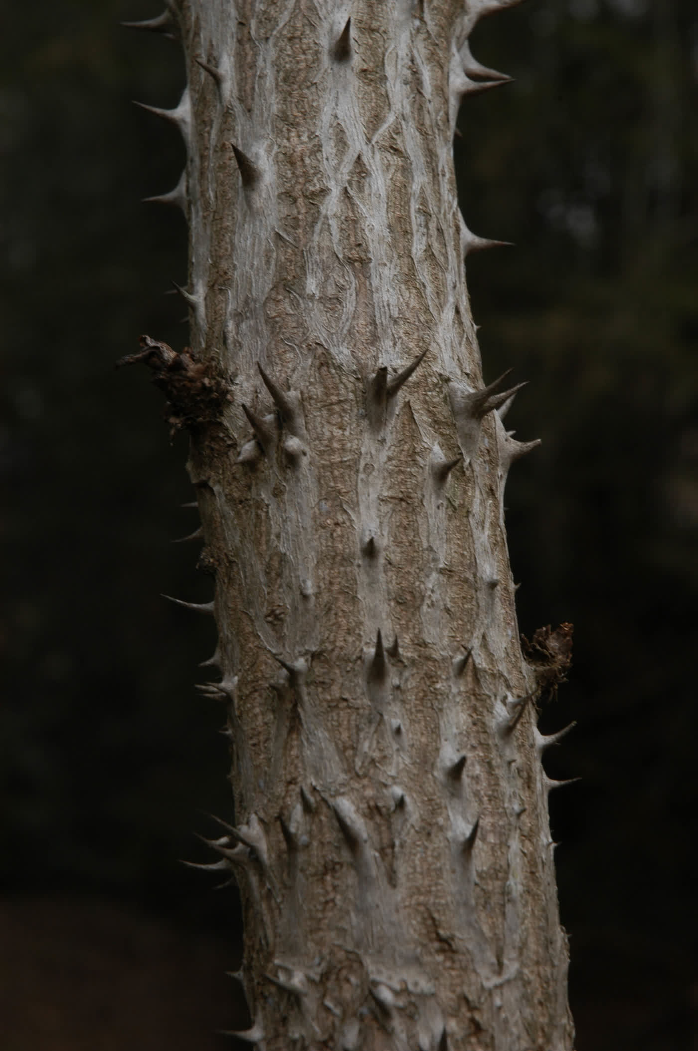 Аралия шиповатая (Aralia spinosa) — ствол, густо покрытый острыми шипами