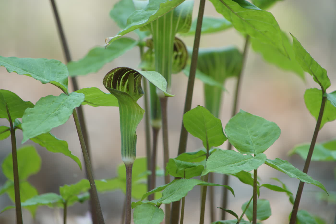 Аризема трёхлистная (Arisaema triphyllum) — полосатый зелёно-фиолетовый капюшон-покрывало над початком-соцветием