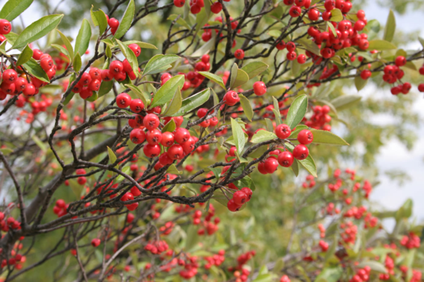 Арония красноплодная (Aronia arbutifolia) — ветви с ярко-красными ягодами