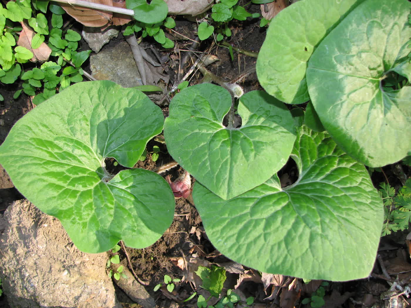 Копытень канадский (Asarum canadense) — крупные сердцевидные листья почвопокровника