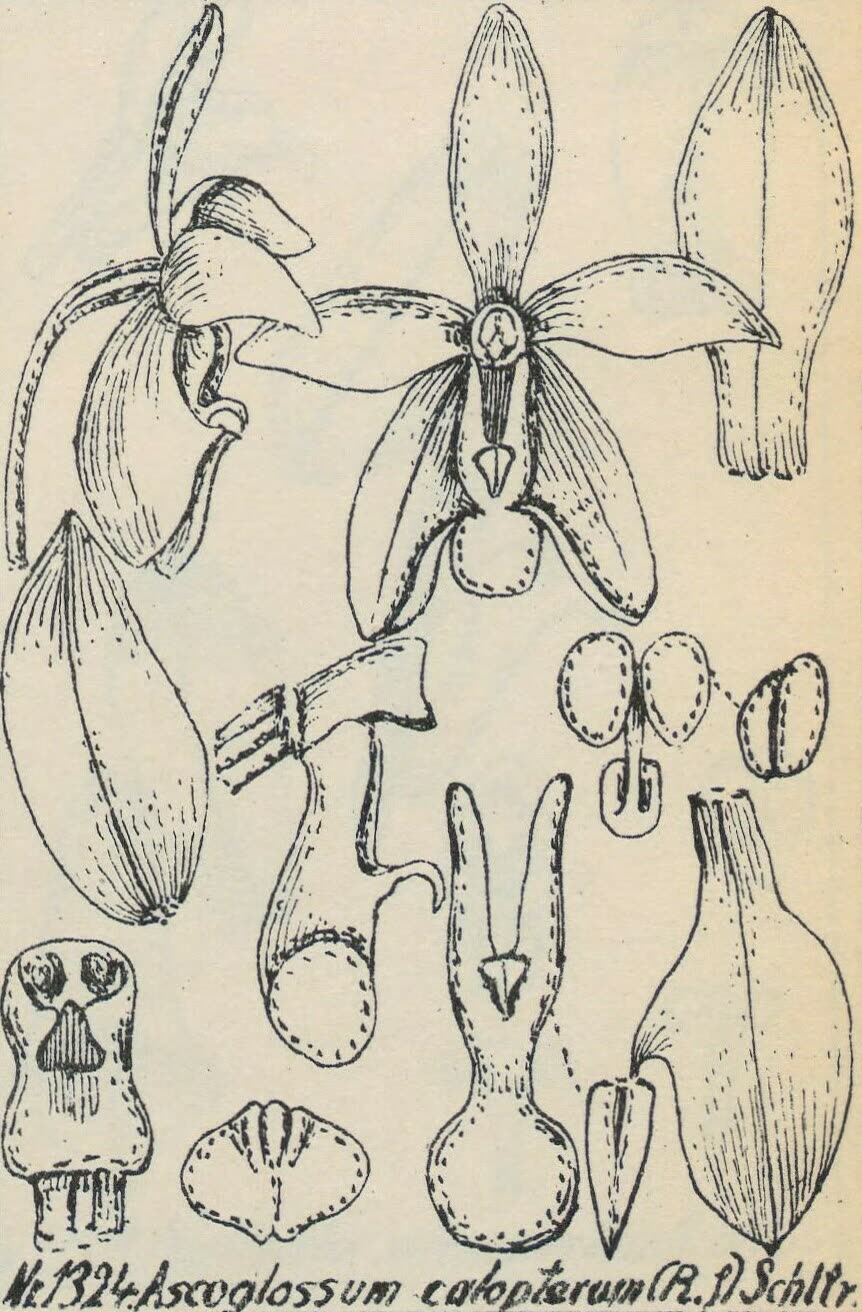 Аскоглоссум крючковатое (Ascoglossum calopterum) — цветки с загнутыми крючковатыми чашелистиками