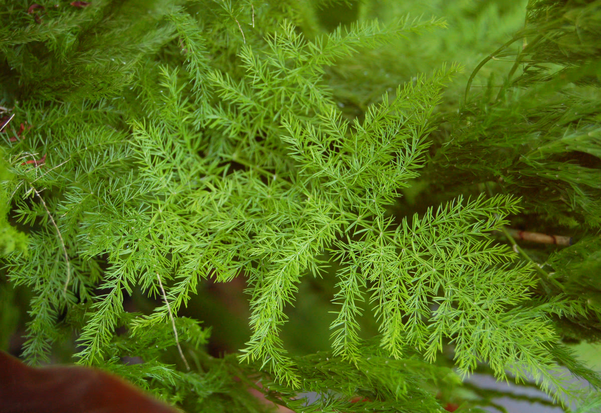 Аспарагус перистый (Asparagus setaceus) — плоские кружевные веточки