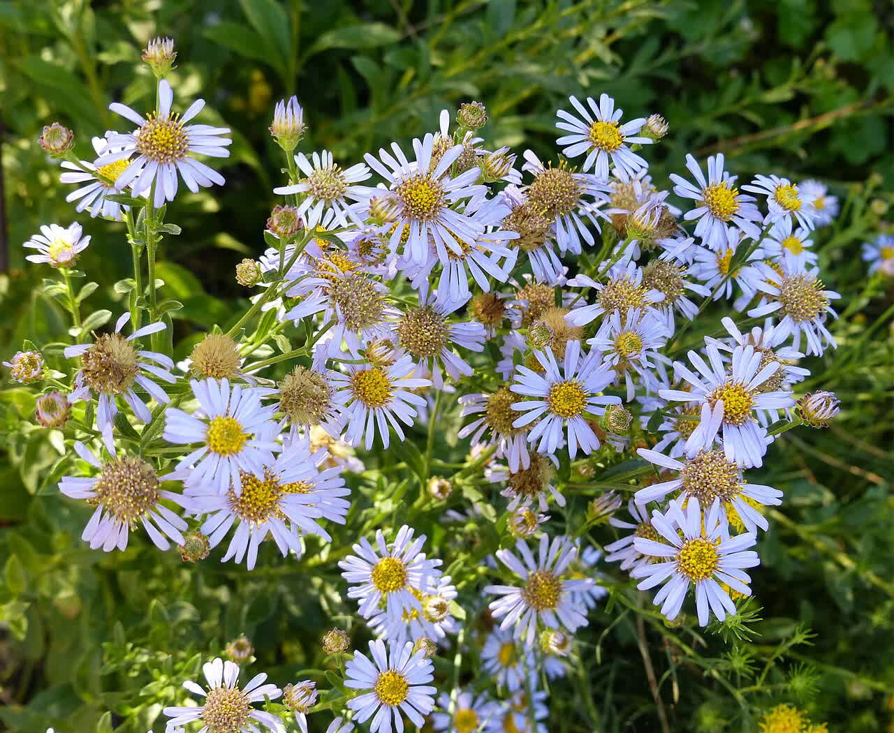 Астра итальянская (Aster amellus) — сиреневые ромашковидные соцветия крупным планом на компактном кусте
