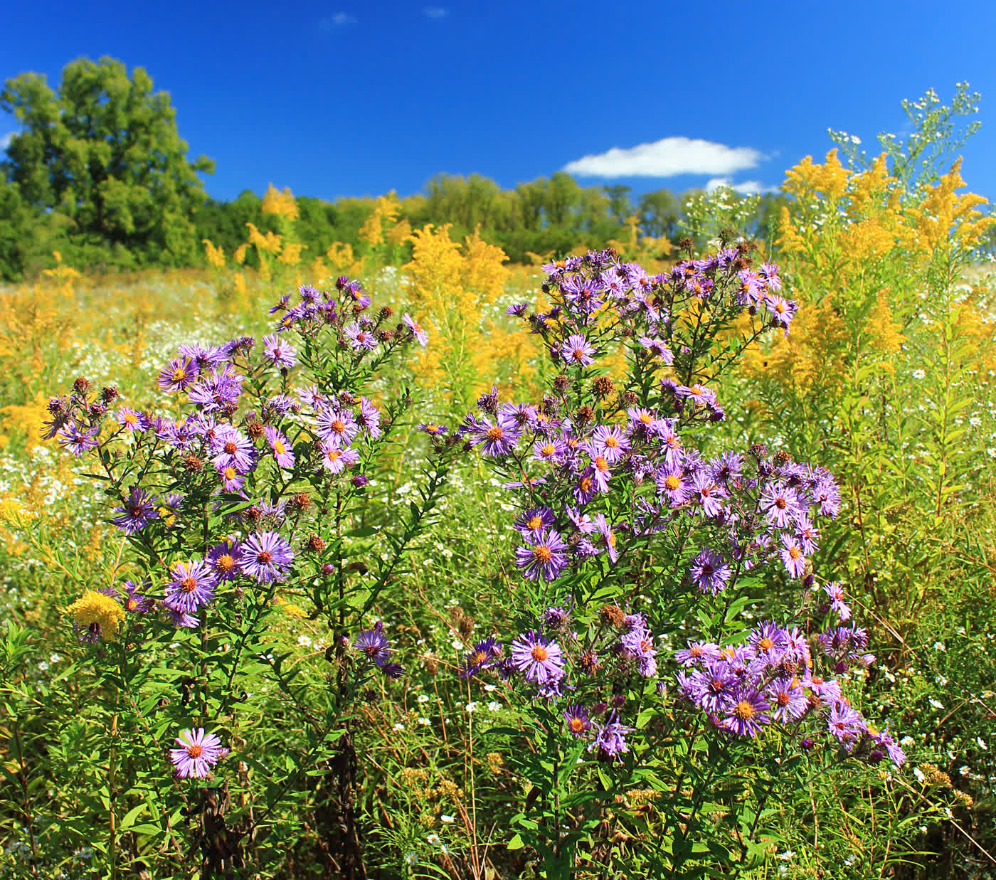 Астра новоанглийская (Symphyotrichum novae-angliae) — плотная россыпь мелких сиренево-фиолетовых соцветий на кусте