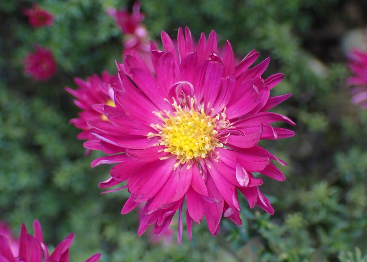 Астра новобельгийская (Aster novi-belgii) — густо-махровый пурпурно-розовый цветок крупным планом