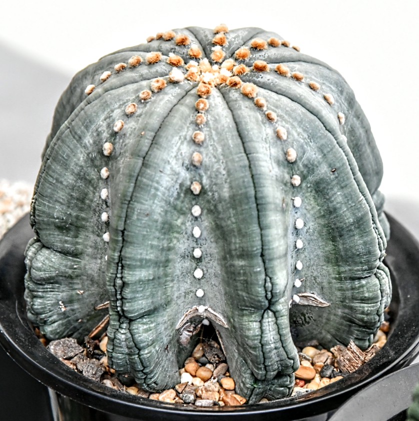 Астрофитум (Astrophytum) — внешний вид растения