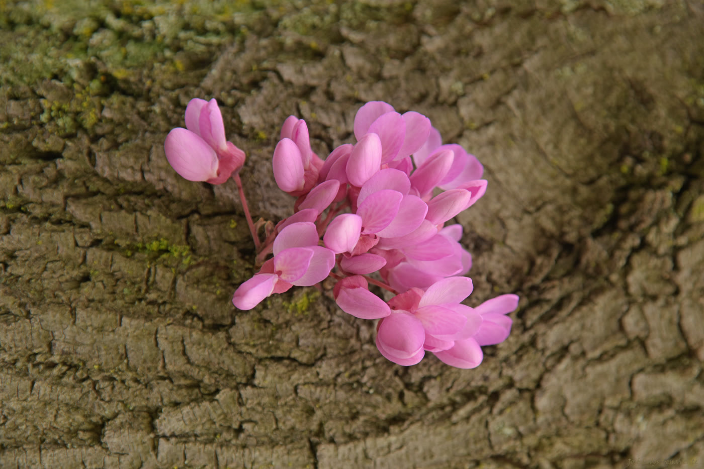 Багряник канадский (Cercis canadensis) — розово-малиновые цветки прямо на коре ствола