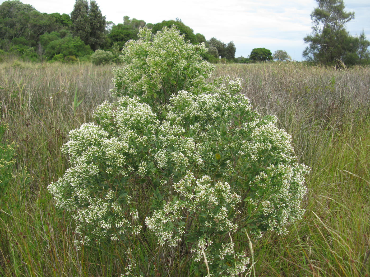 Баккарис ивоволистный (Baccharis halimifolia), женское растение с белыми пушистыми семенными головками
