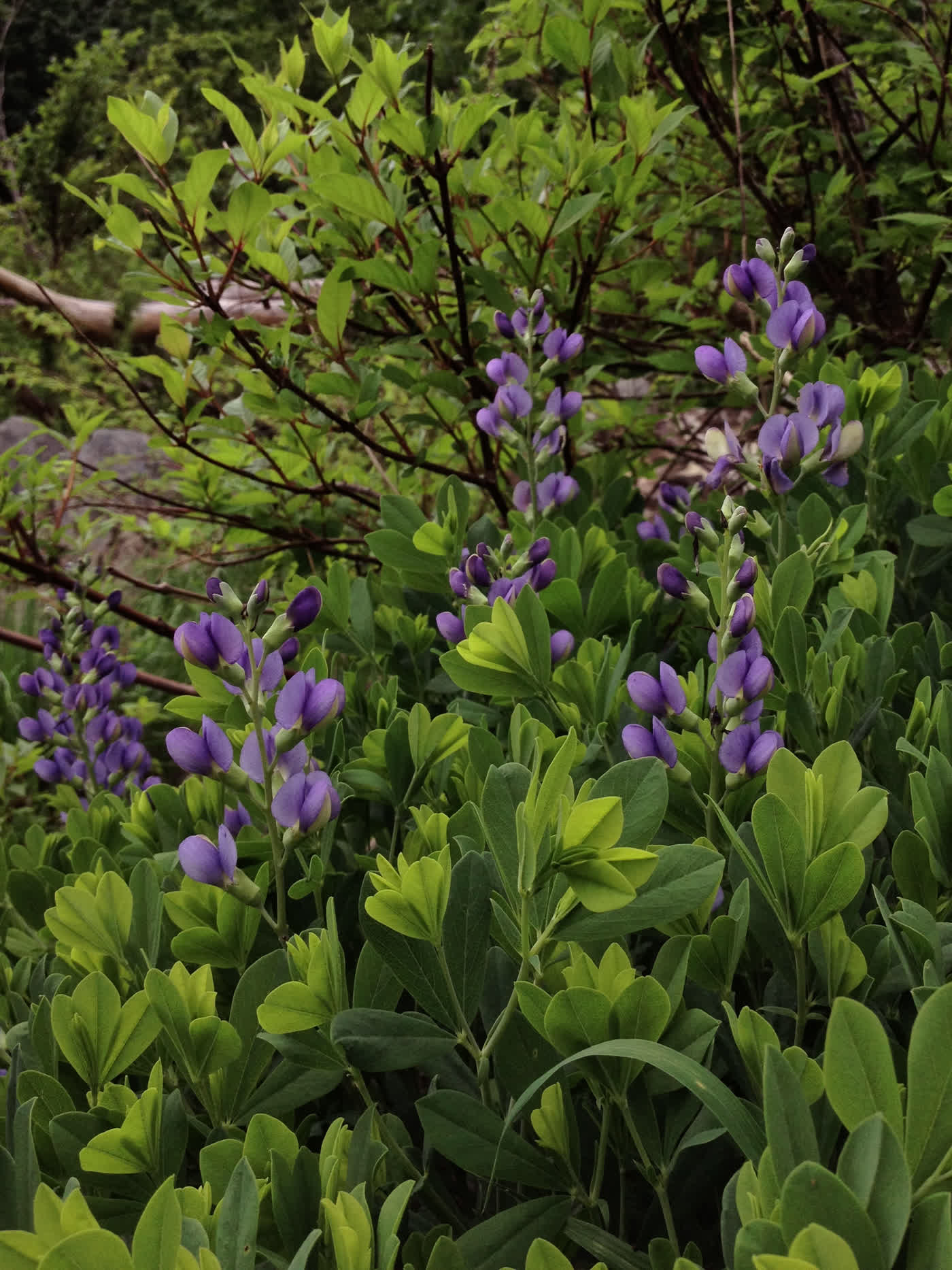 Баптизия австралийская (Baptisia australis) — крупные свечи насыщенно-синих цветков