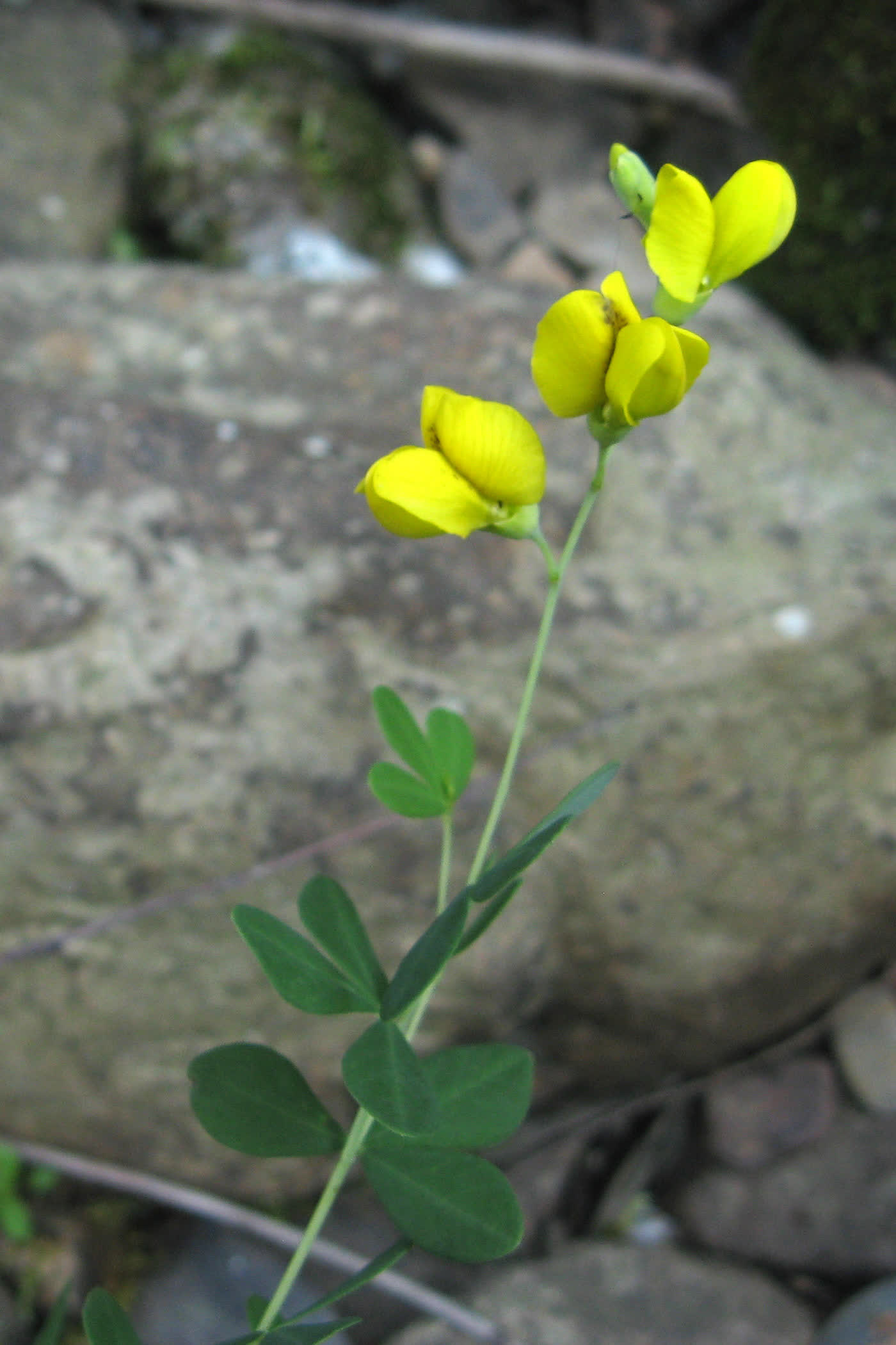 Баптизия красильная (Baptisia tinctoria) — жёлтые цветки и мелкие тройчатые листья