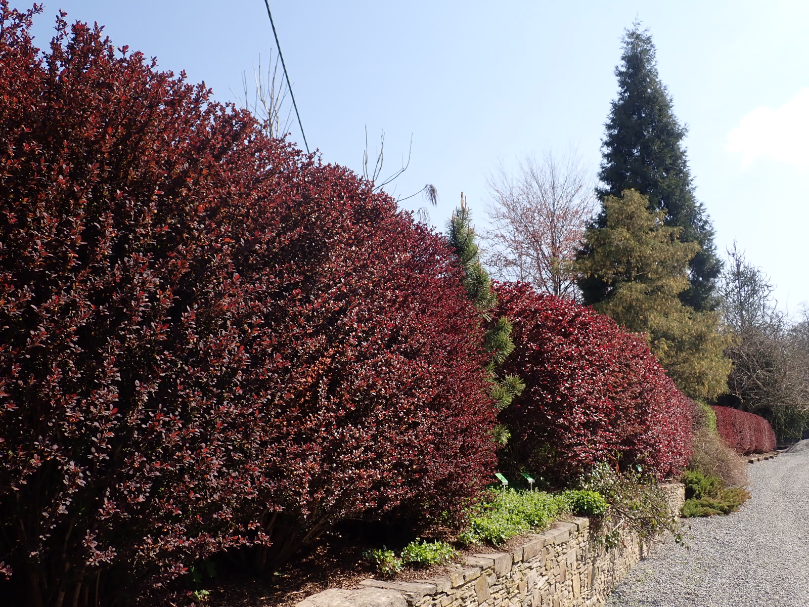 Барбарис Тунберга (Berberis thunbergii) 'Atropurpurea' — стриженая живая изгородь с пурпурной листвой