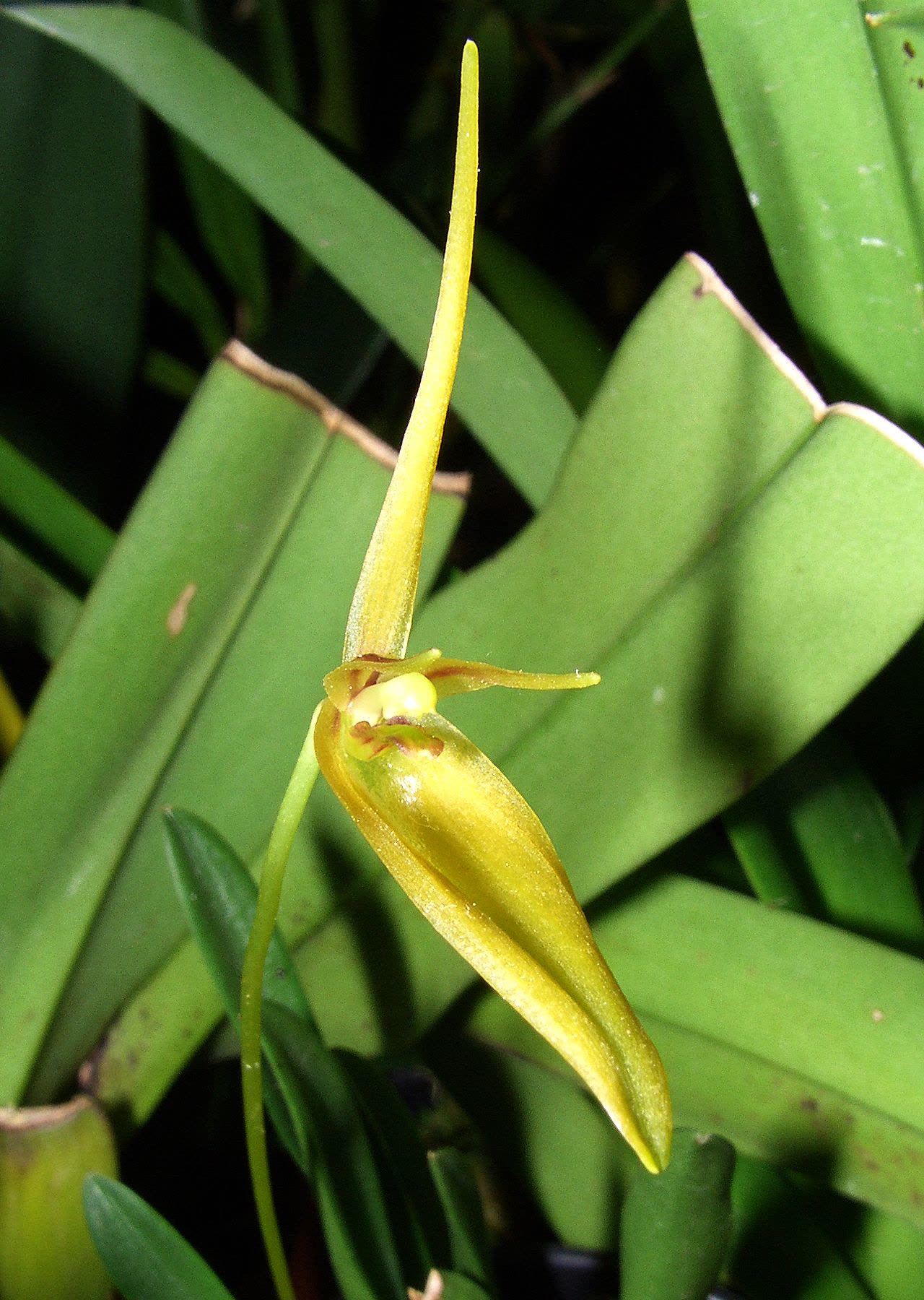 Барбосела (Barbosella cucullata) — колокольчатый полупрозрачный цветок из сросшихся у основания широких чашелистиков