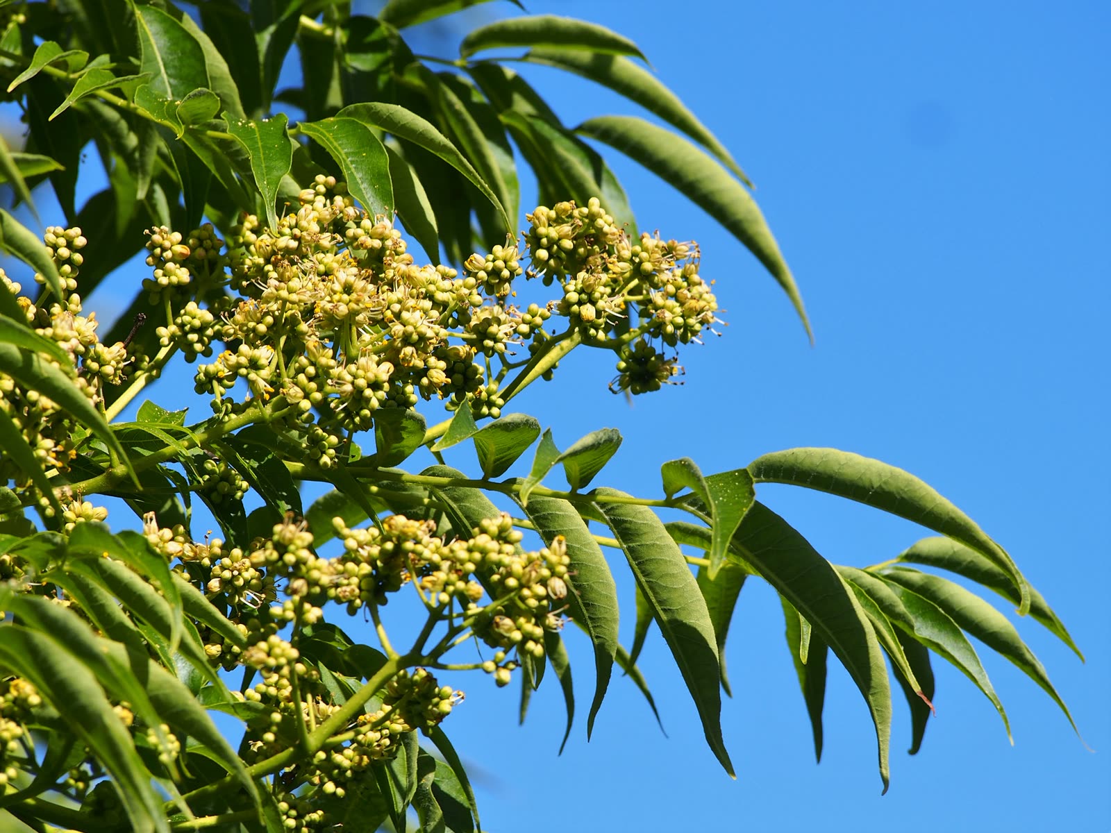 Бархат амурский (Phellodendron amurense) — дерево с толстой пробковой корой