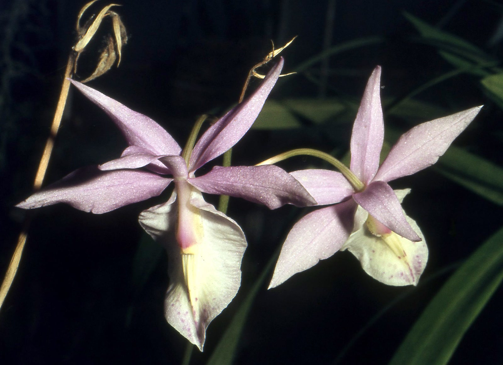 Баркерия зрелищная (Barkeria spectabilis) — ярко-пурпурные цветки на верхушке безлистного тростниковидного стебля