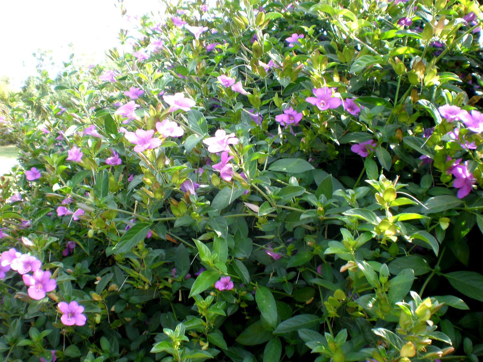 Барлерия сомнительная (Barleria obtusa) — цветущий куст