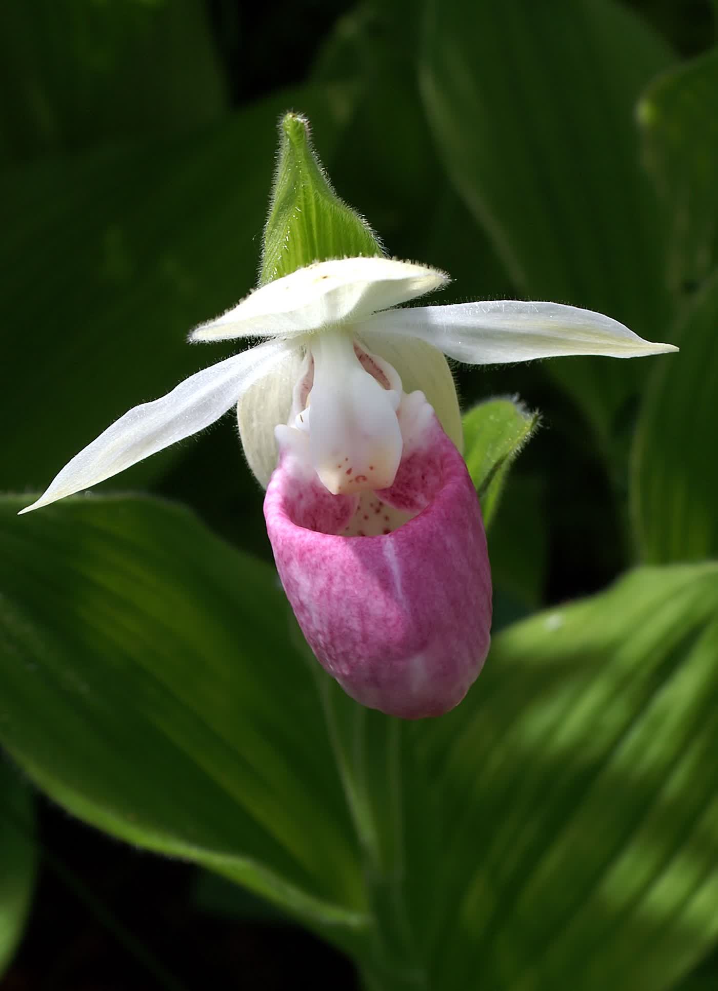 Башмачок королевский (Cypripedium reginae) — крупный белый цветок-туфелька с ярко-розовым румянцем и жилками на надутой губе, несколько широких складчатых листьев по стеблю