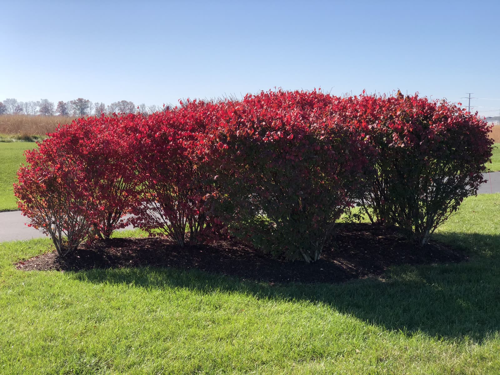 Бересклет крылатый (Euonymus alatus) — живая изгородь с фантастически алой осенней листвой
