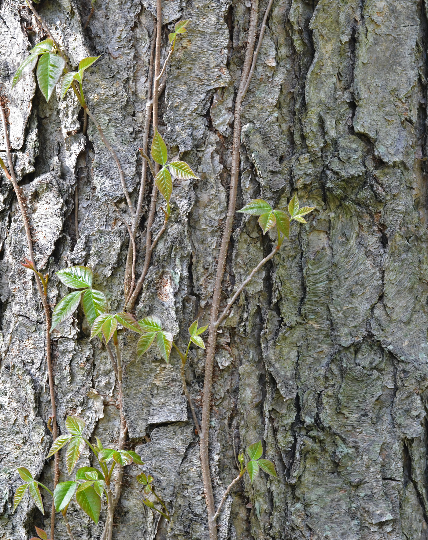 Берёза речная (Betula nigra) — отслаивающаяся лососёво-коричневая кора
