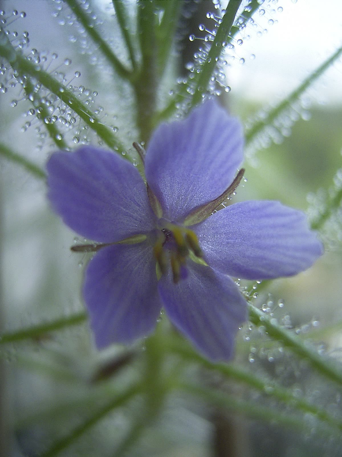 Библис льновидный (Byblis liniflora) — узкие ловчие листья, покрытые липкими волосками