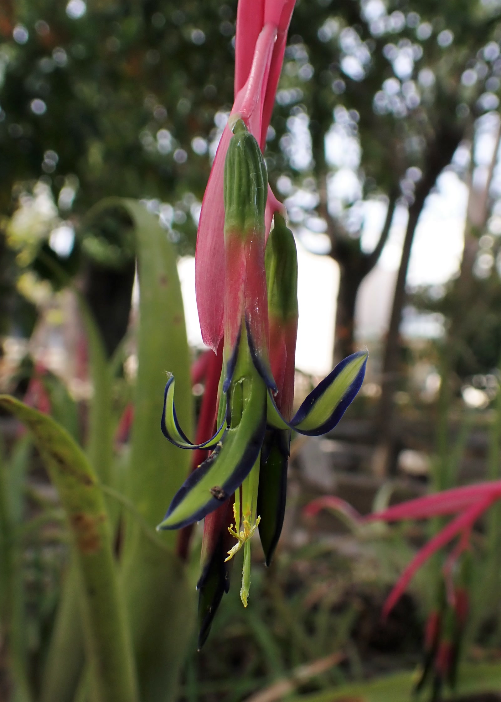 Бильбергия поникающая (Billbergia nutans) — высокая узкая трубка листьев и повисающий цветонос с розовыми прицветниками