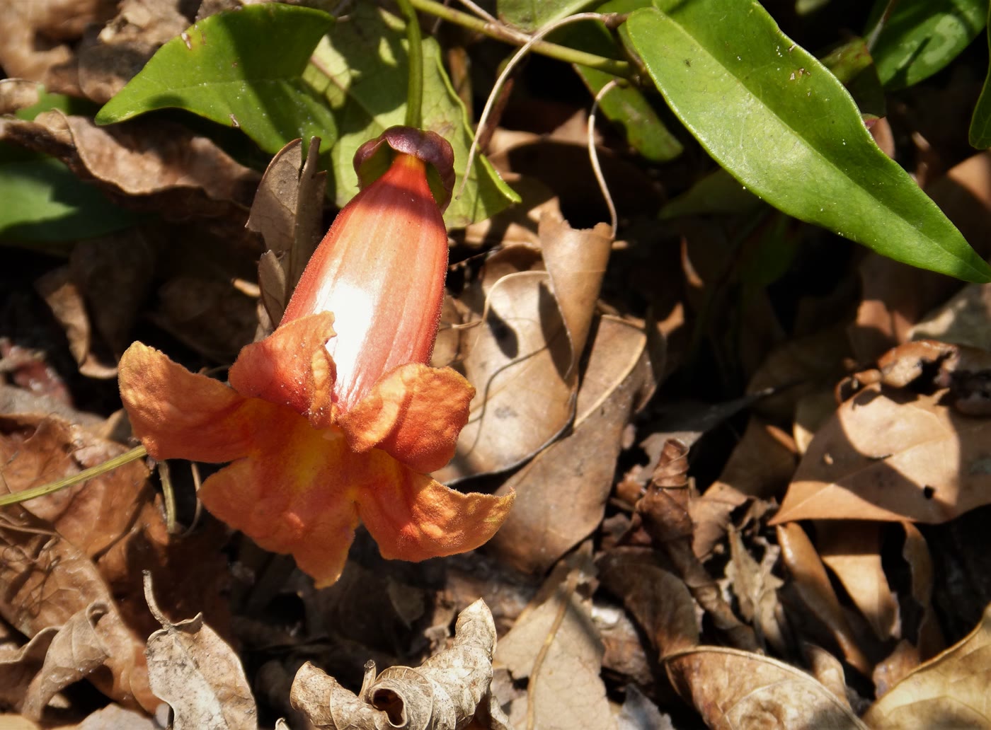 Биньония усиконосная (Bignonia capreolata) — цветки крупным планом