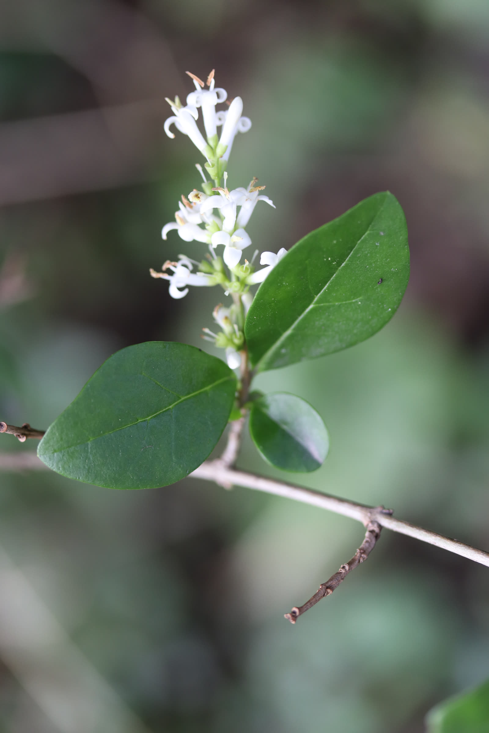 Бирючина овальнолистная (Ligustrum ovalifolium) в виде стриженой живой изгороди