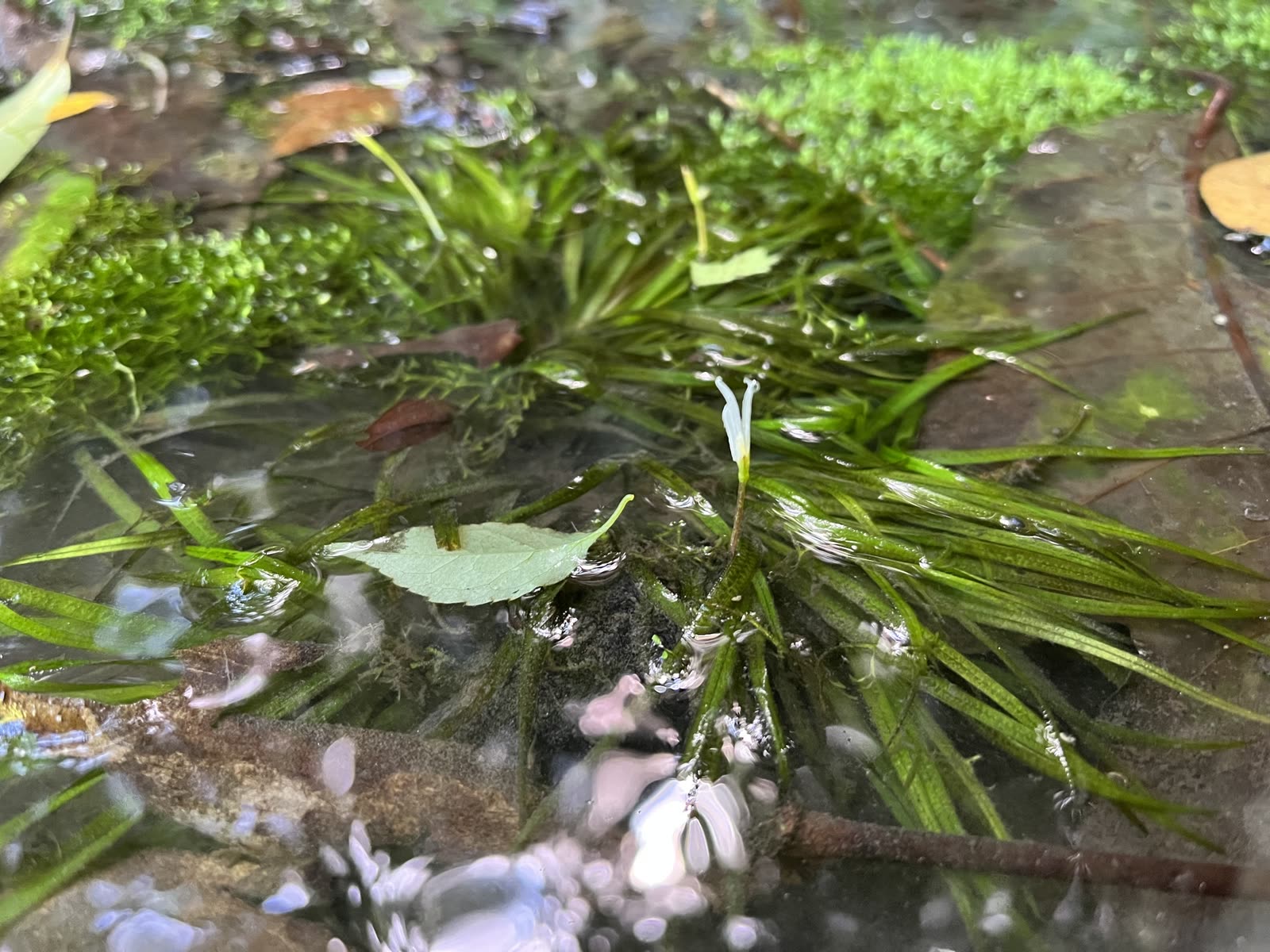 Бликса японская (Blyxa japonica) — розетка узких волнистых листьев